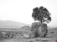 مروارید سبز ارسنجان