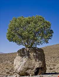 مروارید سبز ارسنجان