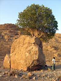 مروارید سبز ارسنجان