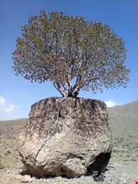 مروارید سبز ارسنجان