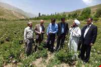 آبشار زیار ( شیخ علی خان )