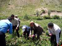 آبشار زیار ( شیخ علی خان )