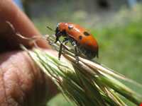 آبشار زیار ( شیخ علی خان )