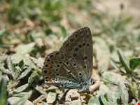 آبشار زیار ( شیخ علی خان )