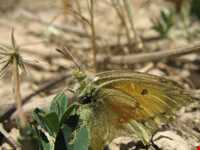 آبشار زیار ( شیخ علی خان )