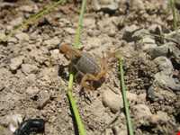 آبشار زیار ( شیخ علی خان )