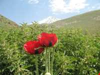 آبشار زیار ( شیخ علی خان )