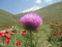 آبشار زیار ( شیخ علی خان )