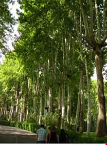 موزه برادران امیدوار