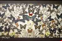 موزه برادران امیدوار