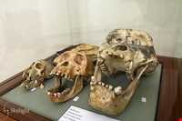 موزه برادران امیدوار