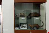 موزه برادران امیدوار