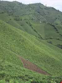 بام سبز لاهیجان