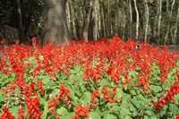 موزه نگارستان