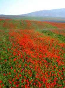 پناهگاه حیات وحش خوش ییلاق