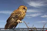 Khosh yeylagh Nature Reserve