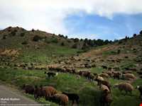Khosh yeylagh Nature Reserve
