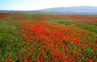 Khosh yeylagh Nature Reserve