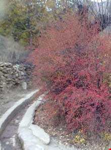 روستای چاشم