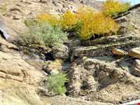 روستای وردیج