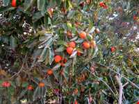 روستای وردیج