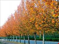 روستای اولتان