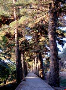 باغ شوکت آباد