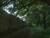 باغ شوکت آباد