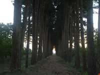 باغ شوکت آباد