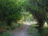 باغ شوکت آباد