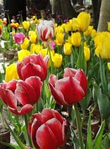 باغ گل روستای گرماب