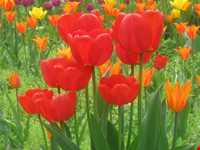 باغ گل روستای گرماب