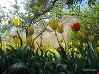 باغ گل روستای گرماب