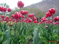 باغ گل روستای گرماب