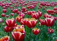 باغ گل روستای گرماب