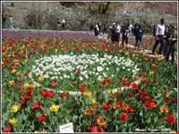 باغ گل روستای گرماب