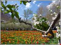 باغ گل روستای گرماب