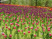 باغ گل روستای گرماب