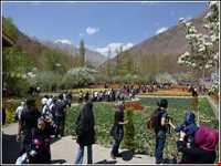 باغ گل روستای گرماب