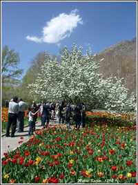باغ گل روستای گرماب