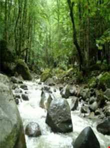 جنگل دالخانی