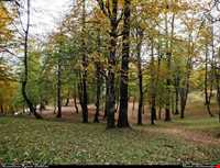 Dalkhani forest