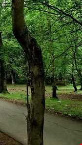 پارک جنگلی جوارم