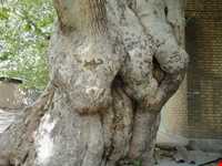 روستای واران جاسب