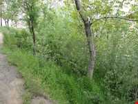 روستای واران جاسب