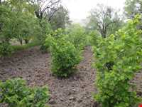 روستای واران جاسب