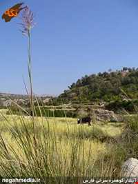 آبشار کوهمره سرخی