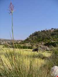 آبشار کوهمره سرخی