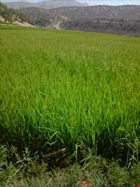 آبشار کوهمره سرخی