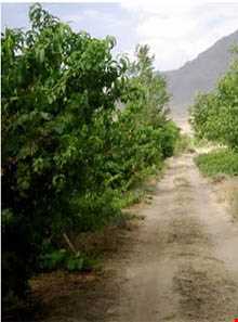 روستای مانیزان